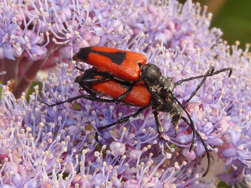 Corymbia cordigera, anzi Stictoleptura cordigera